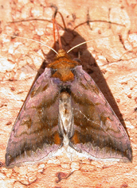 Unspotted Looper